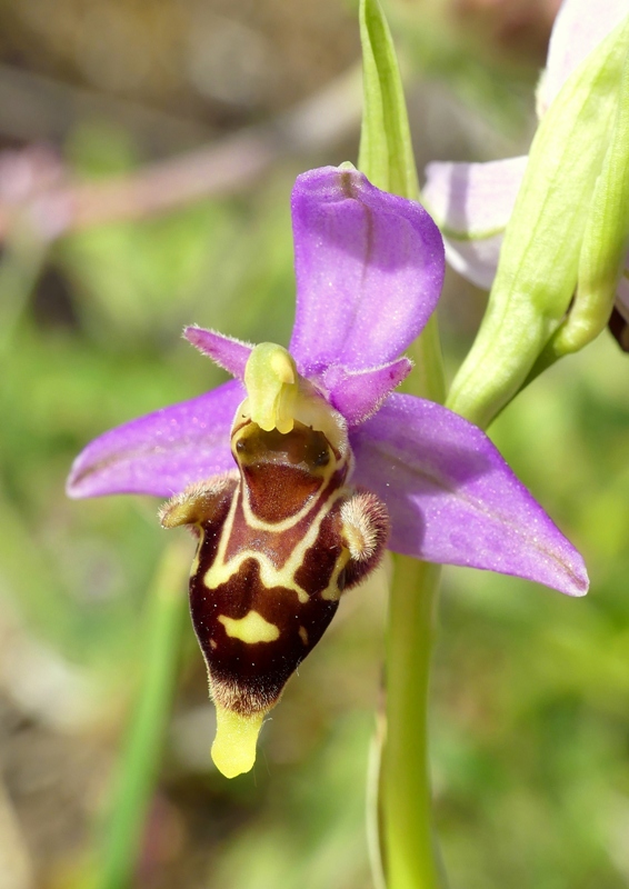 Ophrys apifera x Ophrys holosericea subsp.dinarica, splendidi ibridi nell''aquilano 2021.